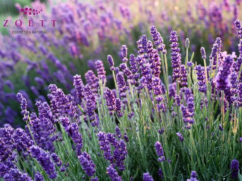 Propiedades sorprendentes del aceite esencial de Lavanda